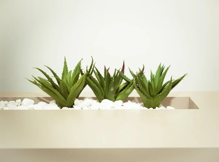 Aloe vera: Természetes gyógyhatások