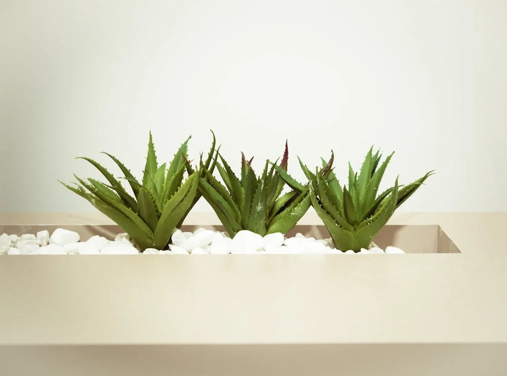 Aloe vera: Természetes gyógyhatások