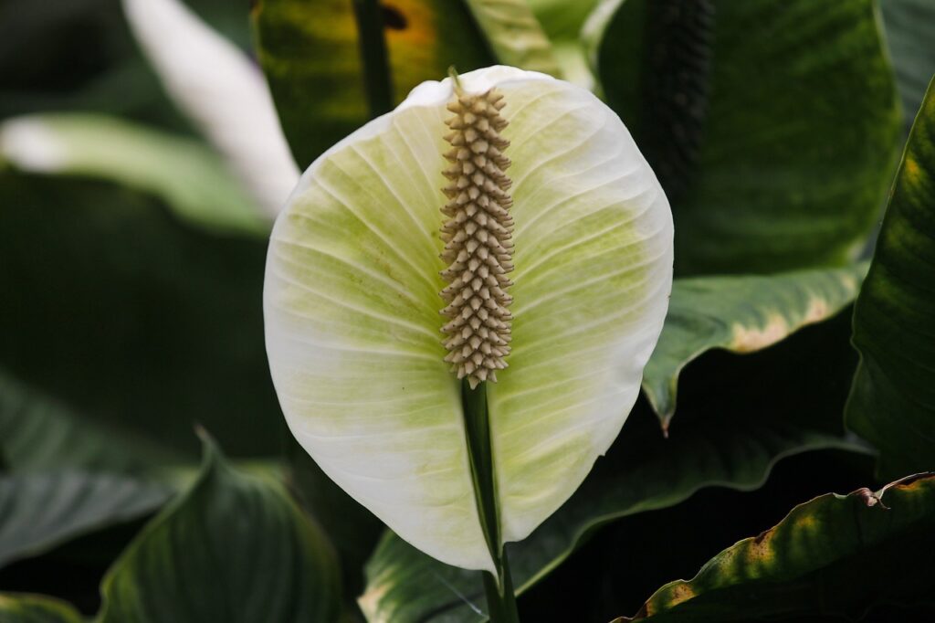 A vitorlavirág (Spathiphyllum) gondozása