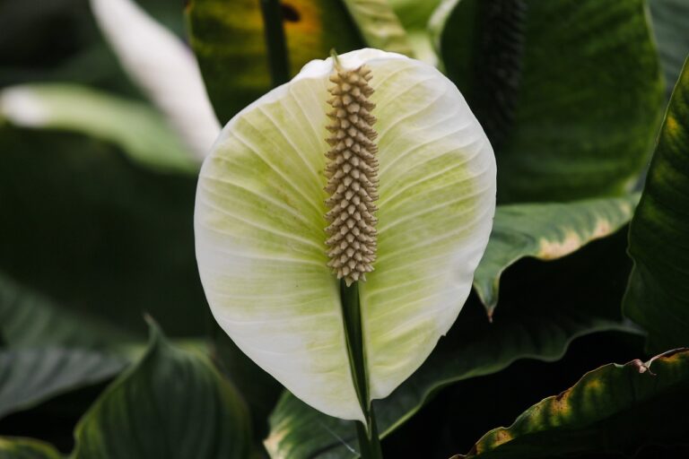 A vitorlavirág (Spathiphyllum) gondozása