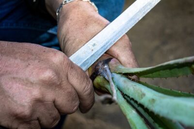 Illusztráció: Jose de los Santos Calderón