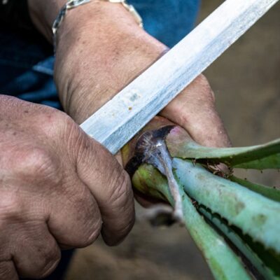 Illusztráció: Jose de los Santos Calderón