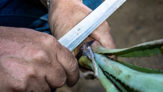 Illusztráció: Jose de los Santos Calderón