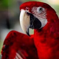 Fotó: ROMAN ODINTSOV, Forrás: Pexels