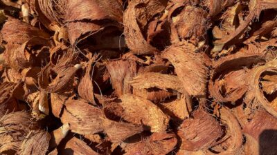 Illusztráció: Ambam Gorilla