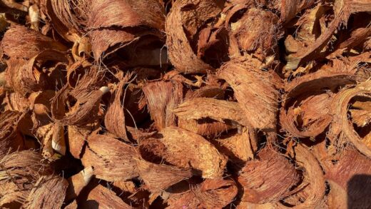 Illusztráció: Ambam Gorilla