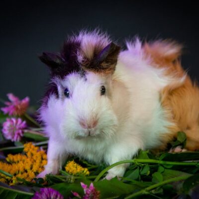 Illusztráció: Vika Glitter