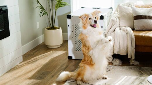 Illusztráció: Impact Dog Crates