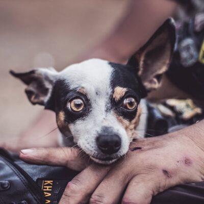 Fotó: Rafael Titoneli, Forrás: Pexels