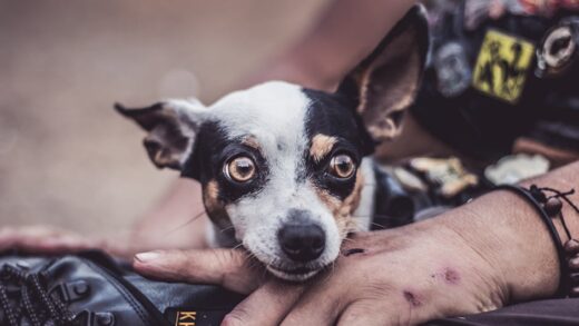 Fotó: Rafael Titoneli, Forrás: Pexels