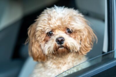 Illusztráció: Manish Sharma