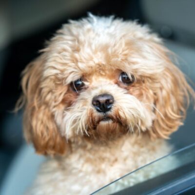 Illusztráció: Manish Sharma