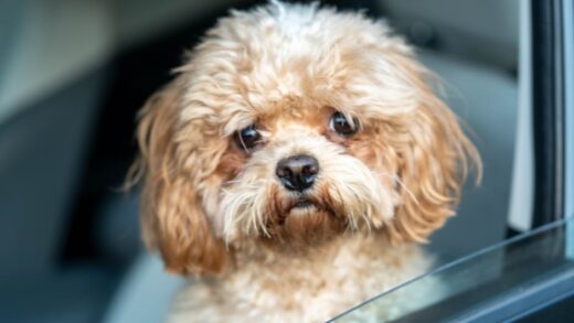 Illusztráció: Manish Sharma