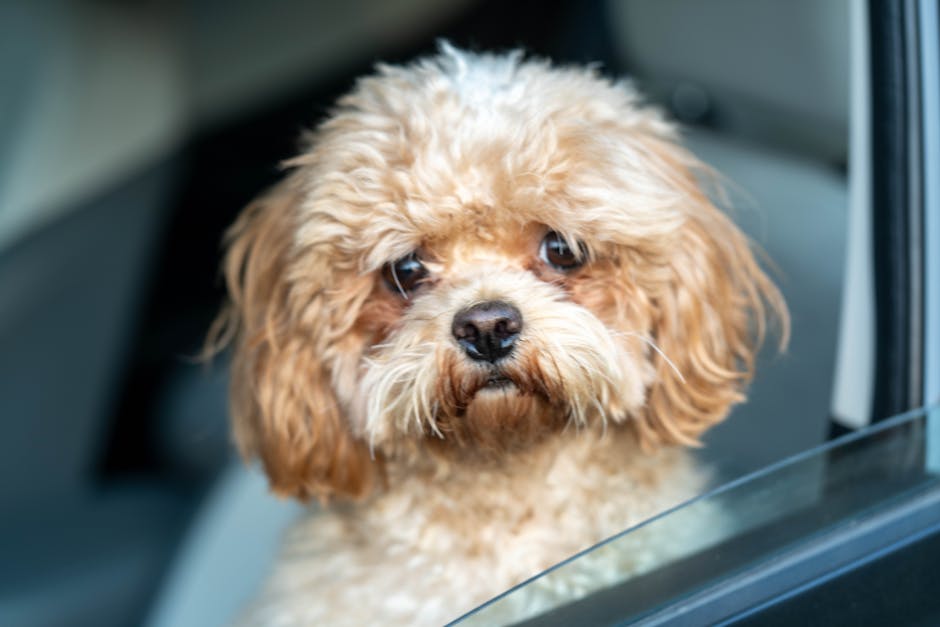 Illusztráció: Manish Sharma