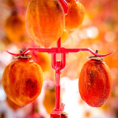 Illusztráció: Quang Nguyen Vinh