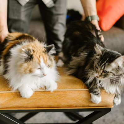 Fotó: RDNE Stock project, Forrás: Pexels