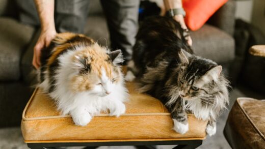 Fotó: RDNE Stock project, Forrás: Pexels