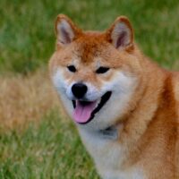 Illusztráció: Karen F