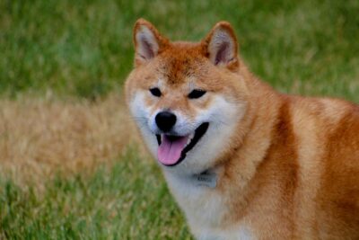 Illusztráció: Karen F