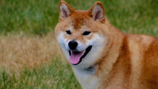 Illusztráció: Karen F