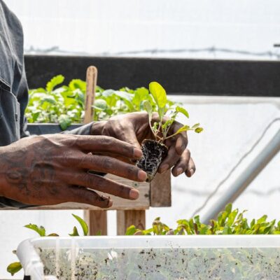 Illusztráció: Alfo Medeiros