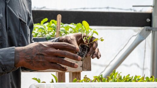 Illusztráció: Alfo Medeiros