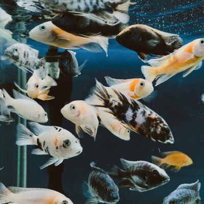 Illusztráció: Mehmet Turgut  Kirkgoz