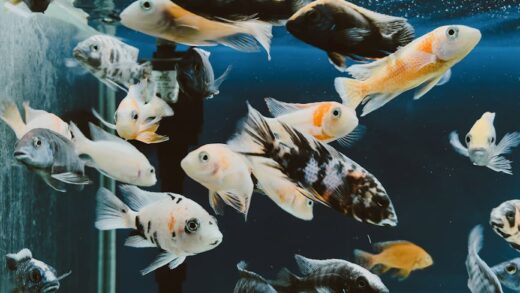 Illusztráció: Mehmet Turgut  Kirkgoz