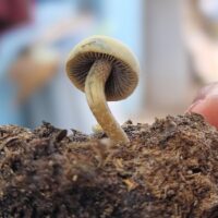 Illusztráció: Yusuf Mahammed