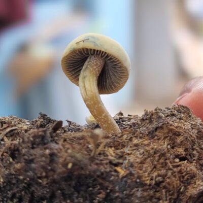 Illusztráció: Yusuf Mahammed