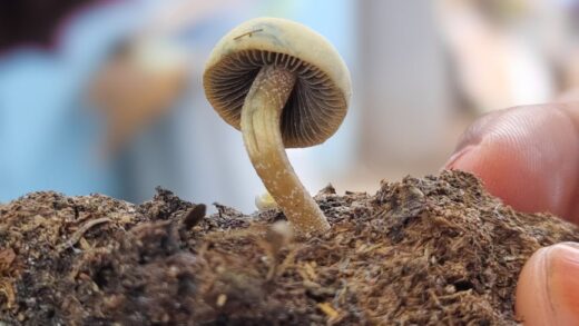 Illusztráció: Yusuf Mahammed