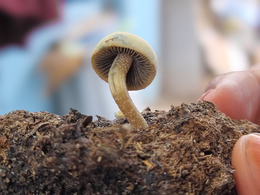 Illusztráció: Yusuf Mahammed