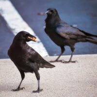 Illusztráció: Chris F