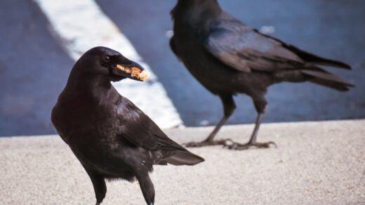 Illusztráció: Chris F