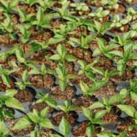 Illusztráció: Kindel Media