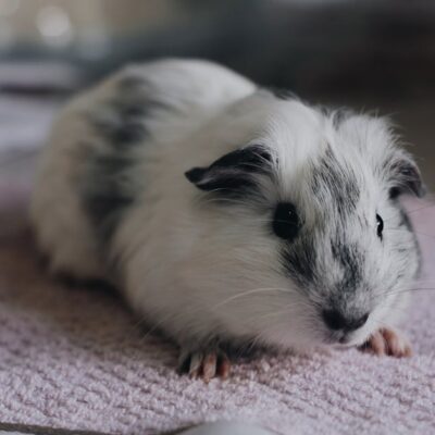 Illusztráció: Jakson Martins