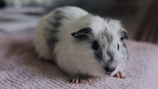 Illusztráció: Jakson Martins