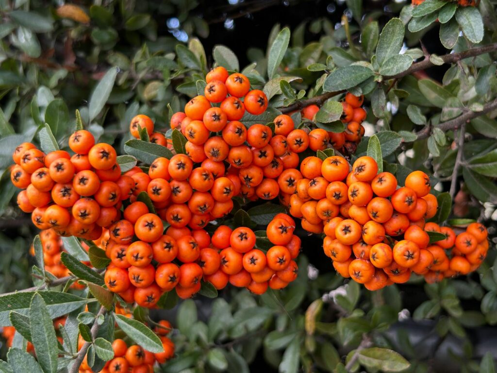 Így szüretelhetünk zamatos bogyós gyümölcsöket a saját kertünkben nyár végéig