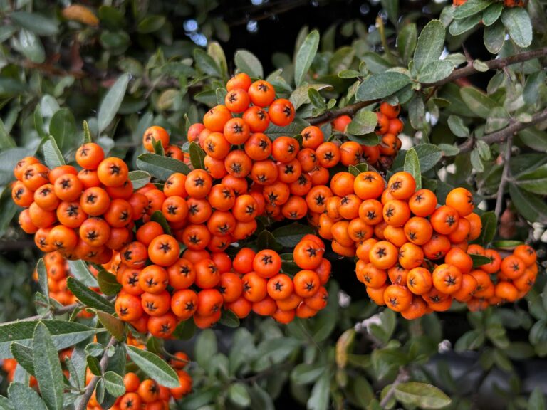 Így szüretelhetünk zamatos bogyós gyümölcsöket a saját kertünkben nyár végéig