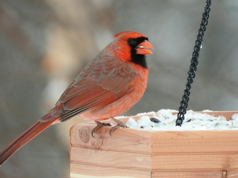 Így gondoskodhatunk felelősséggel a kertünkbe látogató madarakról a téli hónapokban