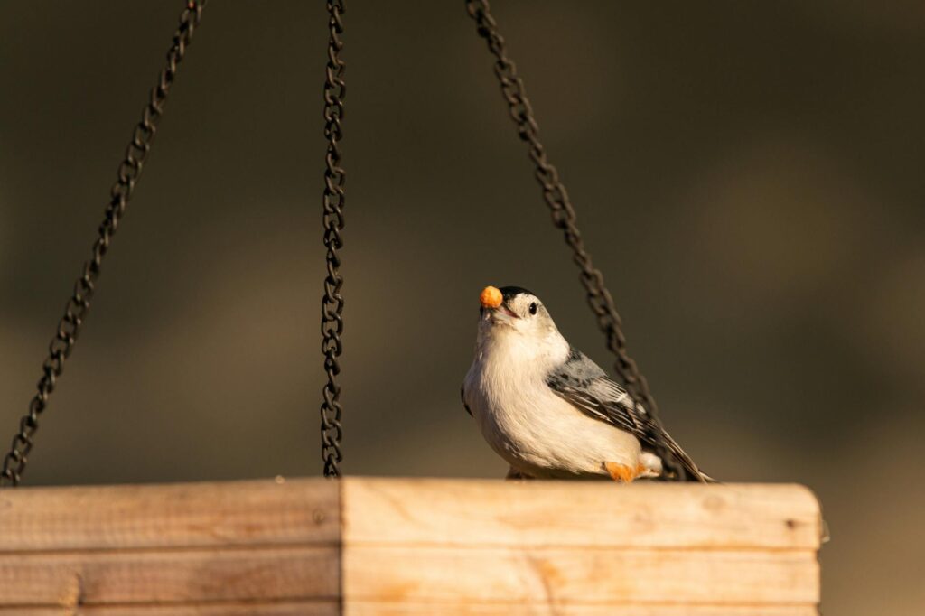 Így segíthetünk a kertünkbe látogató madaraknak átvészelni a hideg hónapokat