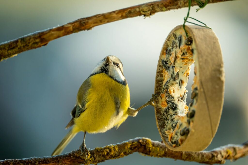 Így segíthetünk a környék madarainak átvészelni a hideg napokat