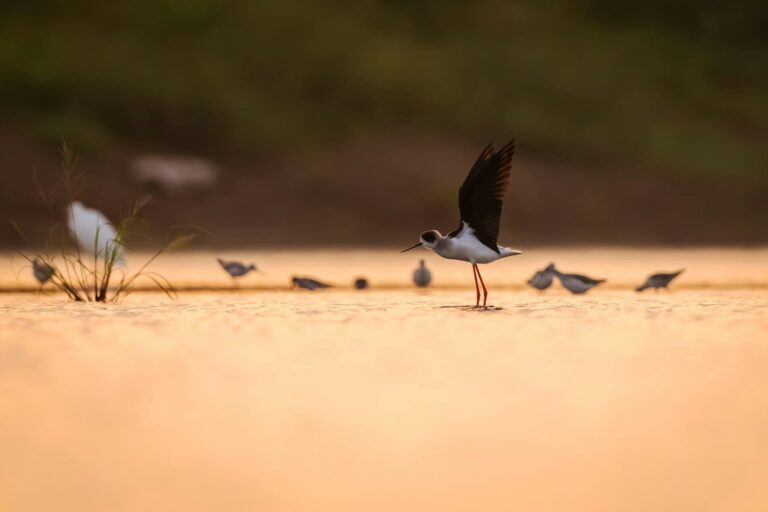 Miért érdemes madármegfigyelővé válnunk a saját környékünkön?