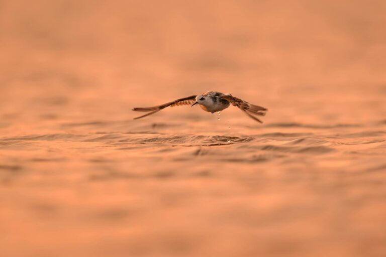Így válhatunk hobbimadarásszá akár a saját erkélyünkön is