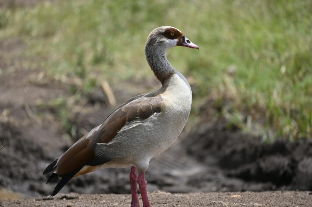 Hogyan válhatunk hobbimadarásszá akár egy városi parkban is