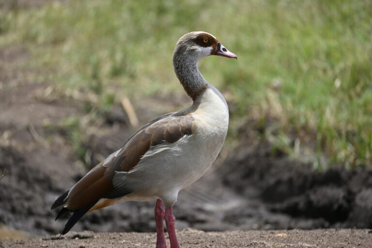 Hogyan válhatunk hobbimadarásszá akár egy városi parkban is