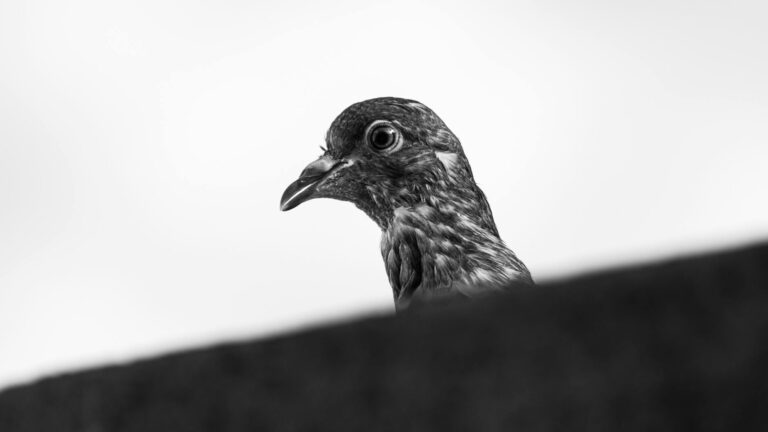 Így kezdhetünk bele a madármegfigyelésbe akár a saját ablakunkból is