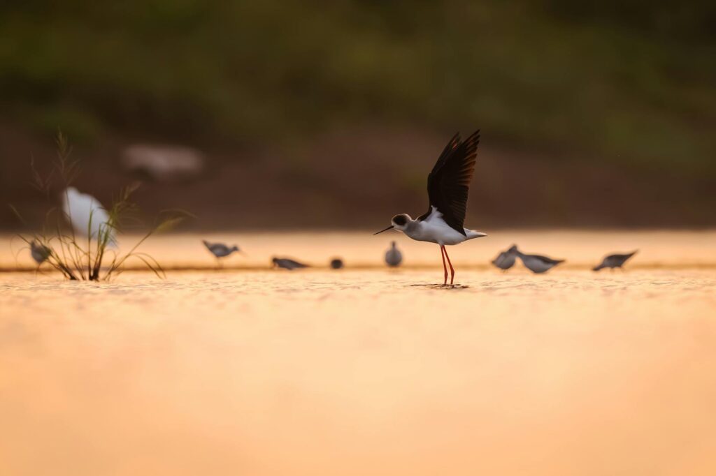 Miért érdemes távcsővel a kezünkben felfedezni a környék madárvilágát?