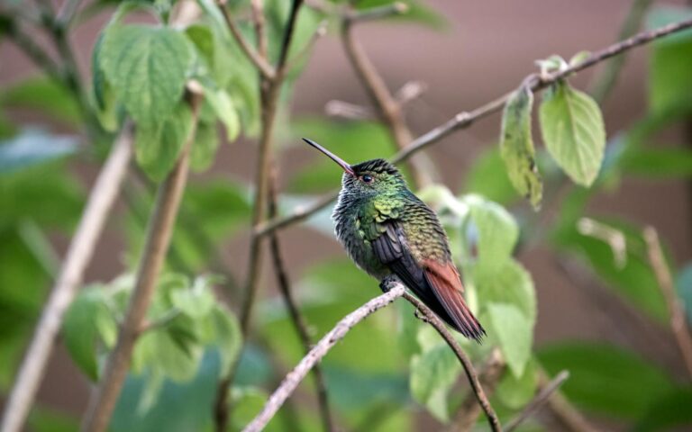 Hogyan válhatunk hobbimadarásszá akár a saját erkélyünkön is