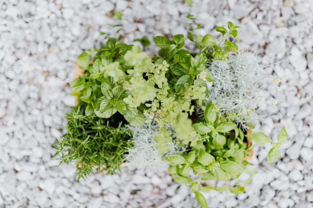 Hogyan alakíthatunk ki burjánzó fűszerkertet még a legkisebb városi erkélyen is